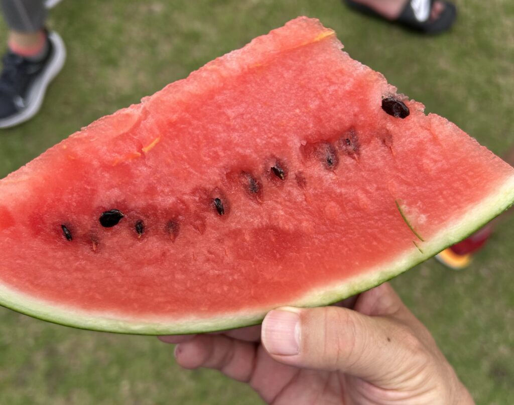 完走後のスイカ。
次々と切り分けていただき、腹パンになるまで食べました。